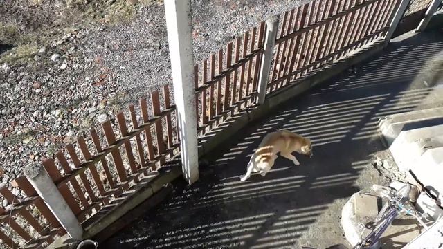Алабай 11 мес. смотреть онлайн