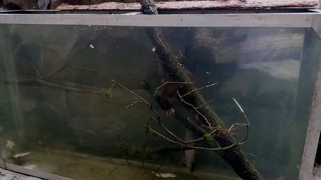 Калининградский зоопарк. выдра плавает 2019 смотреть онлайн