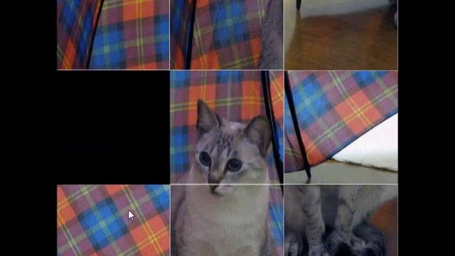 Quebra Cabeça Animal