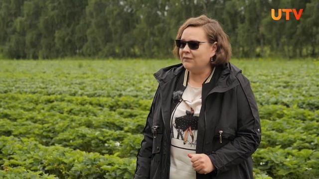 Сколько тонн клубники можно собрать с 1 га? смотреть онлайн