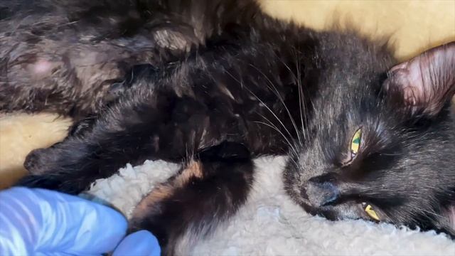 Pregnant Cat Giving Birth to 6 Different Color Kittens смотреть онлайн