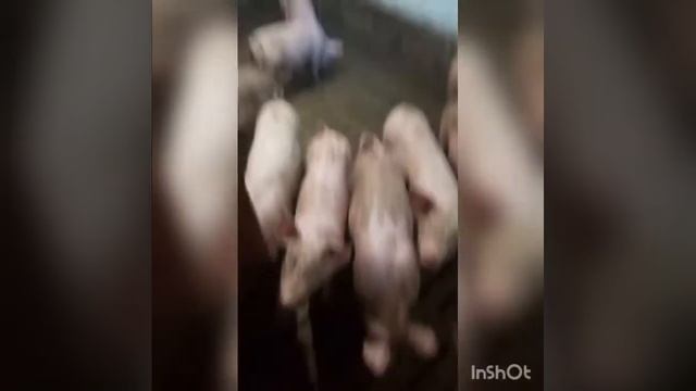 Щелевой пол для свинней в подсобном хозяйстве. смотреть онлайн