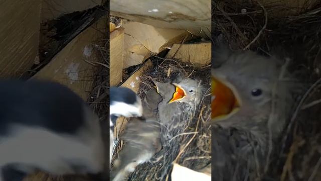 Белая трясогузка кормит птенцов в гнезде и ухаживает за ними (2)