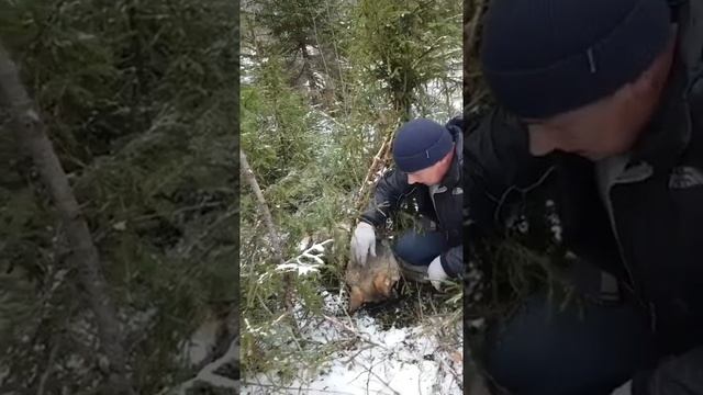 Охота на волка.mp4