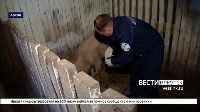 Случаев заражения африканской чумой свиней в Иркутской области не зафиксировано смотреть онлайн