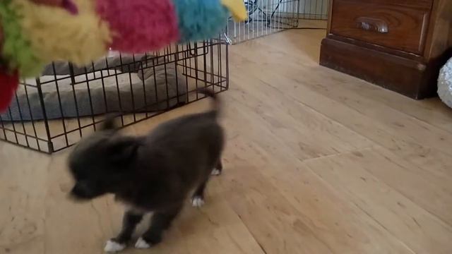 10 week old female Chihuahua puppy blue long coat смотреть онлайн