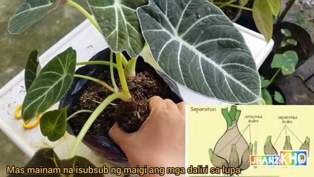 Black Velvet/Reginula/Jewel General Care and propagation смотреть онлайн
