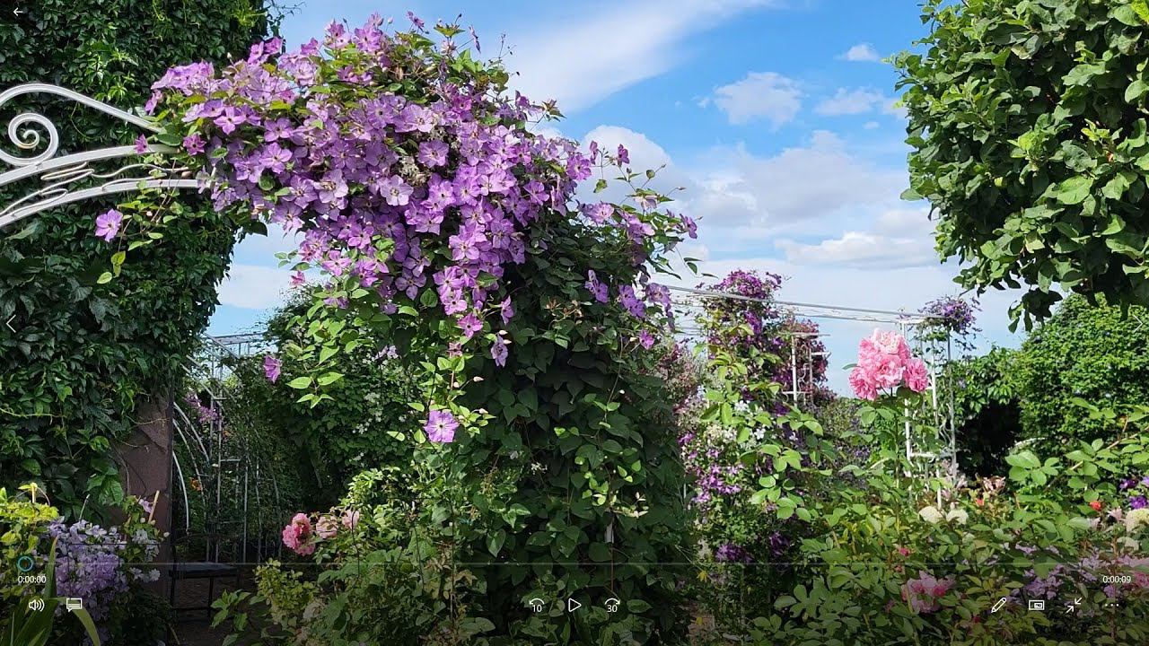 КЛЕМАТИСЫ. 2х и 3х летки. Развитие, рост и корневая саженцев! смотреть онлайн