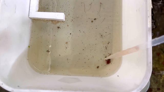 Lựa Chọn Thức Ăn Phù Hợp Nhất Cho Cá Betta Bột | Cập Nhật Những Bầy Cá Betta Ở Trại | Dat Betta смотреть онлайн