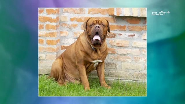 Foto-Zoom+ / állatok fotózása смотреть онлайн