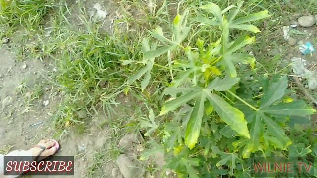 #Survivalfood #vegetablesharvest how to cook vegetables at anung klaseng luto ito? смотреть онлайн
