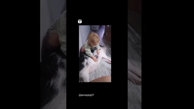 Нянь Персей? Минипиг, микропиг, Иваново, minipig, micropig, питомник Рязанская Диковинка смотреть онлайн