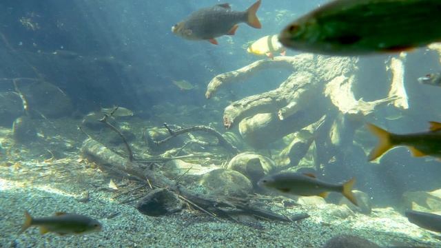 прикормка из пшена  для рыбалки. Самая Уловистая прикормка. Лещ Карась Плотва. Зимняя прикормка