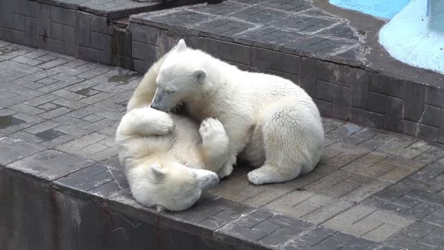 Медведи просыпаются. 17.07.2023 смотреть онлайн