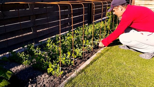 42. Горох. Красивые грядки для гороха. Подвязка гороха