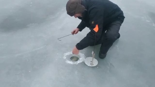 Проверяем жерлицы.Реализовываем сработки. Зимняя рыбалка на живца. смотреть онлайн