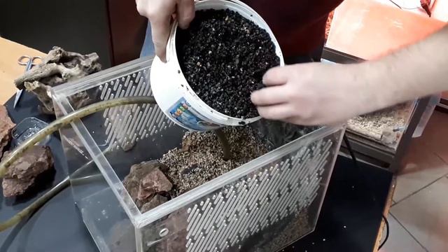 Манящий краб. Краб скрипач. Крабарий для манящего краба. Fiddler crab. Uca tangeri. смотреть онлайн