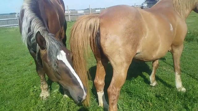 #ЖЕРЕБЕЦ# к жеребцу приехала подруга смотреть онлайн