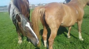 #ЖЕРЕБЕЦ# к жеребцу приехала подруга