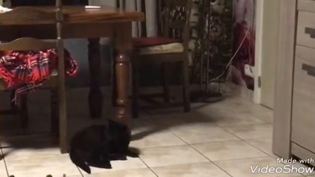 R.I.P Чернушка.