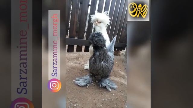 Куры тройка султанка смотреть онлайн