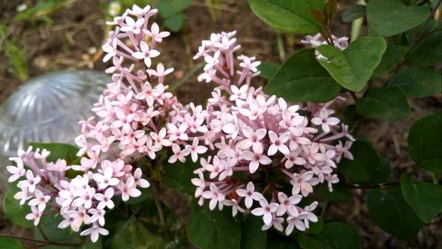 Сирень Мейера.Знакомство.