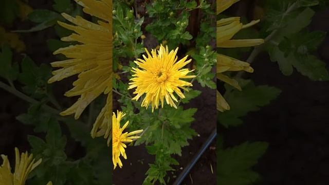 Цветущие хризантемы ? на даче смотреть онлайн