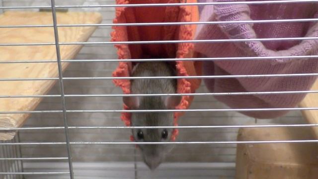 Как назвать крысу. Как приучить крысу к имени