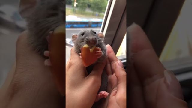 Люций ❤️ смотреть онлайн