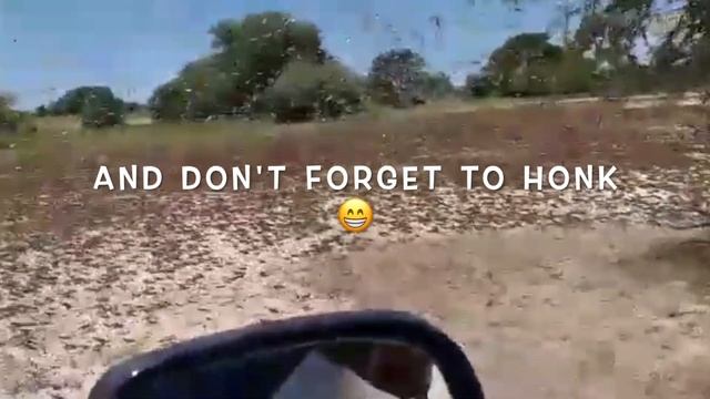 Plague of locusts - Namibia April 2021 смотреть онлайн