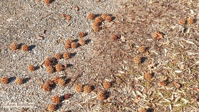 Liquidambar styraciflua, sweetgum смотреть онлайн