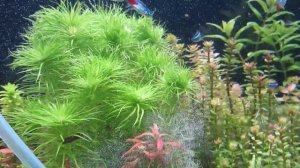 Самодельный диффузор CO2 для аквариума.