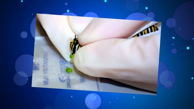 Почему у осьминогов голубая кровь? смотреть онлайн