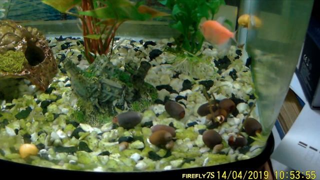 Fake bonsai flower lotus flower.Миниатюрные лотосы из Китая. Проращивание. Part 1. смотреть онлайн