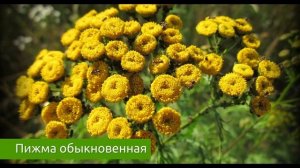 Пижма обыкновенная в народной медицине, полезные советы и рецепты / Захар Травник