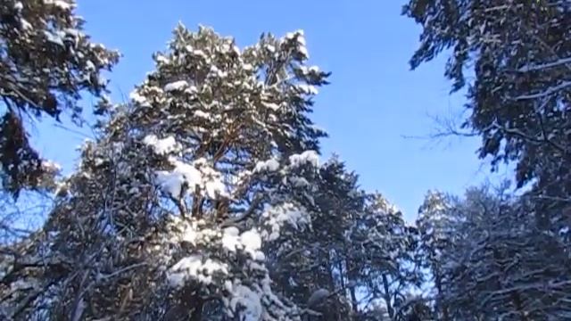 Кемеровский сосновый бор - лёгкие города смотреть онлайн