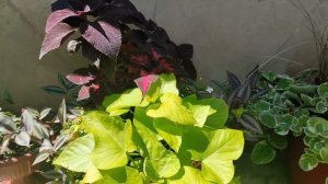 Ипомея батат в горшечной композиции.