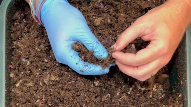 Kombucha SCOBY Checkin + VermiHut Worm Tower Fruity Feeding | Vermicomposting Worm Farm смотреть онлайн