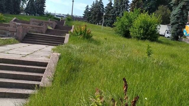 Спирея японская Макрофилла -самая красивая из спирей. Почему сажать её передумала? смотреть онлайн