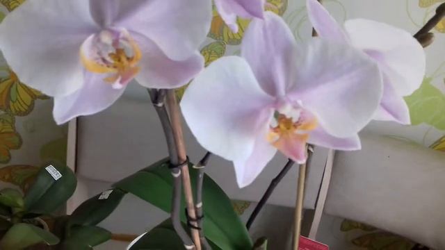 ♡18 бело-розовая смотреть онлайн