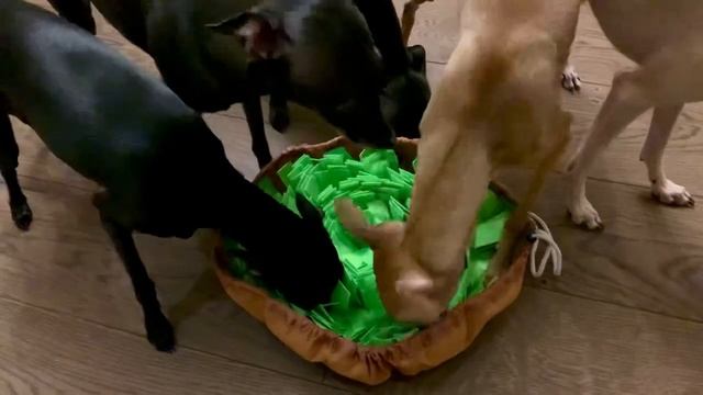 Nosework? Italienisches Windspiel, Italian greyhound (720p) смотреть онлайн