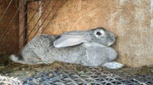 Как посадить крольчиху на диету ?//Жизнь в деревне!!!