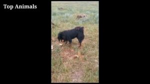 Тибетский Мастиф против Волка, Реальная битва - волк против собаки (2021)