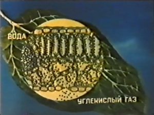 Биология. Строение и жизнедеятельность растений. Роль хлоропластов в фотосинтезе