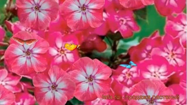Флокс метельчатый Лиззи (phlox paniculata lizzy) ? Лиззи обзор: как сажать, рассада флокса Лиззи смотреть онлайн