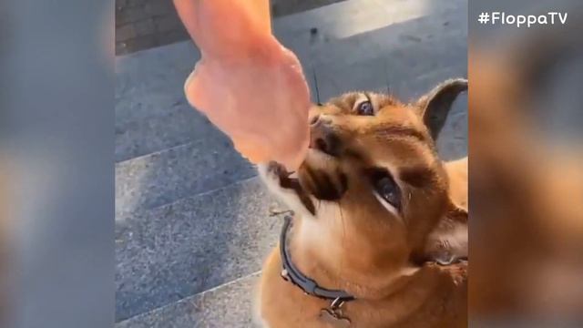 Caracal Pumba Hissing and Eating : Floppa смотреть онлайн