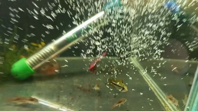 Новая рыбка на аквариумной разводне смотреть онлайн