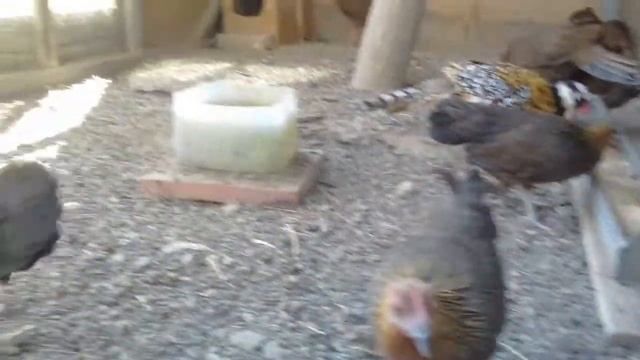 Староанглийский петушок и куры феникс смотреть онлайн