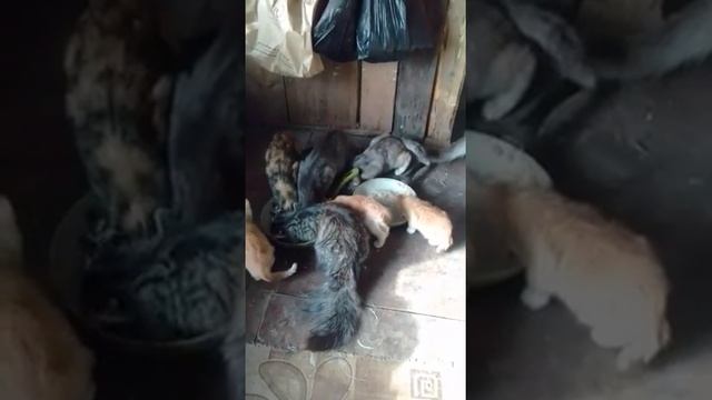 Брошенные животные на острове Большой Уссурийский — 4 смотреть онлайн