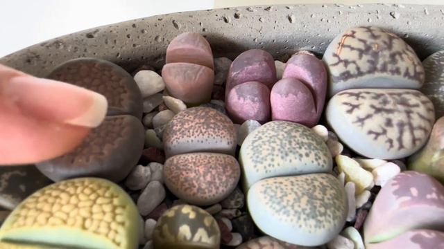 Литопсы/ Lithops. Как я поливаю литопсы ОСЕНЬЮ 🍁. 21.09.2023. смотреть онлайн